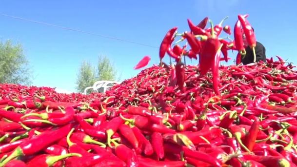 爱上内蒙古品牌计划丨开鲁红干椒