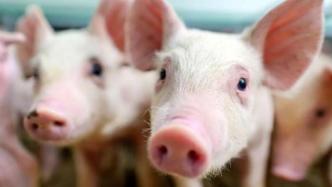 新希望：杠杆式养猪与产能扩张“后遗症”
