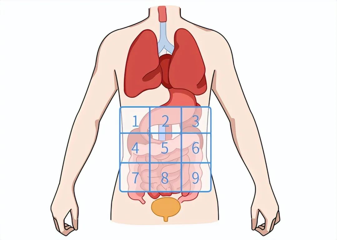 男性腹部疼痛位置图图片