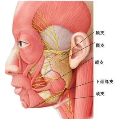 为什么有人容易紧咬牙关下巴紧张成橘子皮