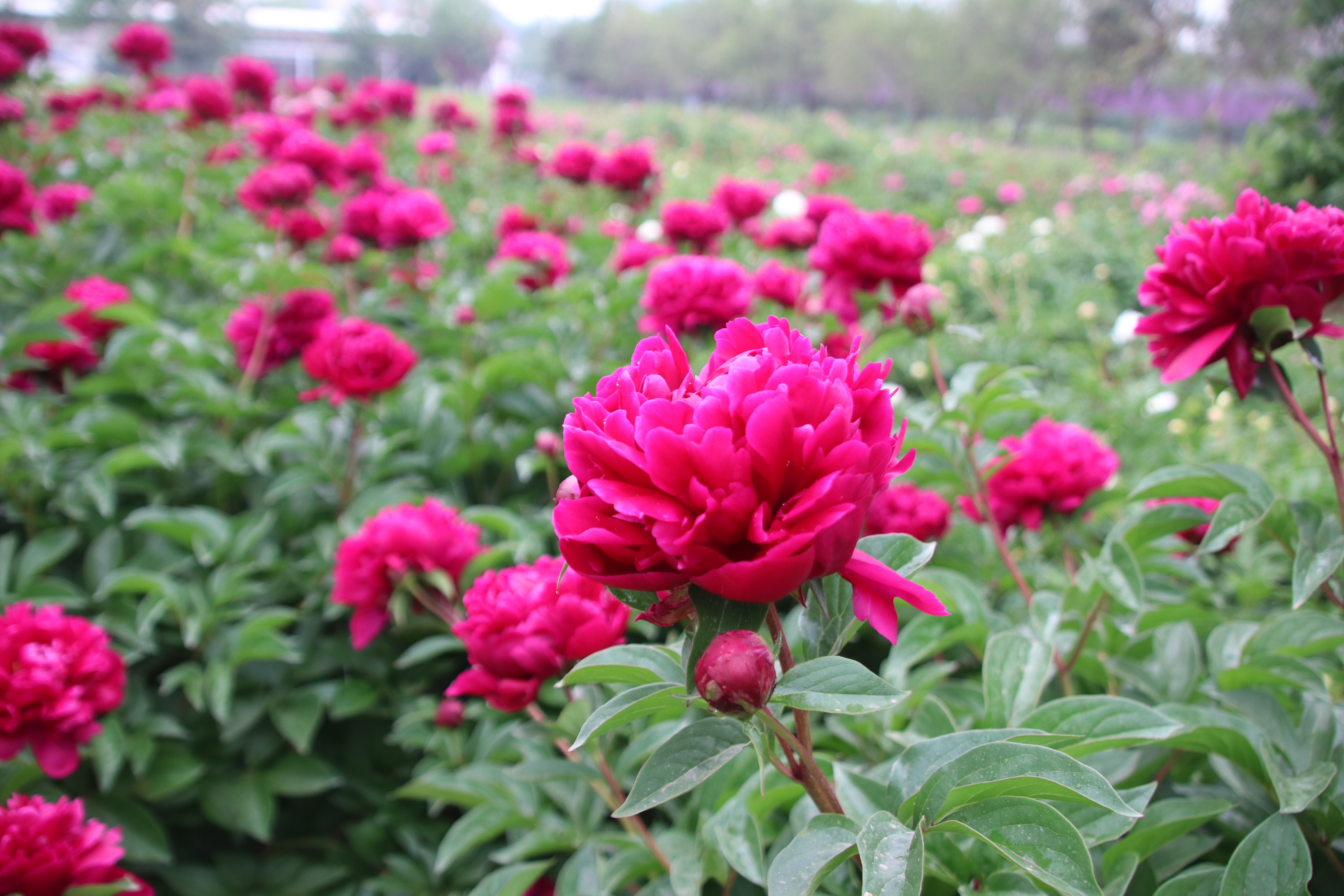 菏泽芍药竞相开赏花正当时