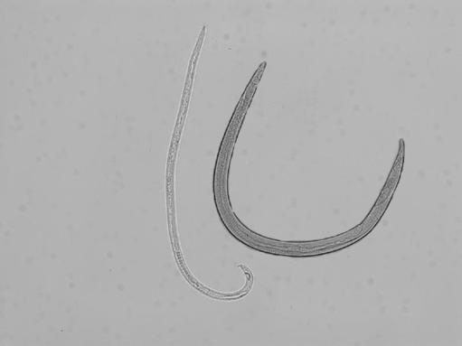 来看看国家林业和草原局森林和草原病虫害防治总站制作的松材线虫病