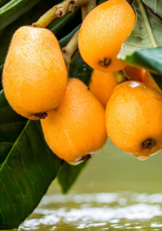 莆田枇杷中国之最