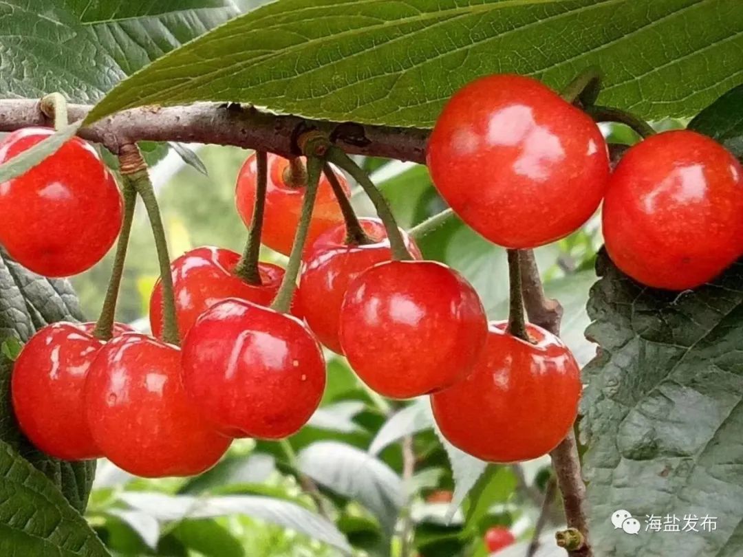 海盐本地小樱桃成熟边吃边采乐趣十足