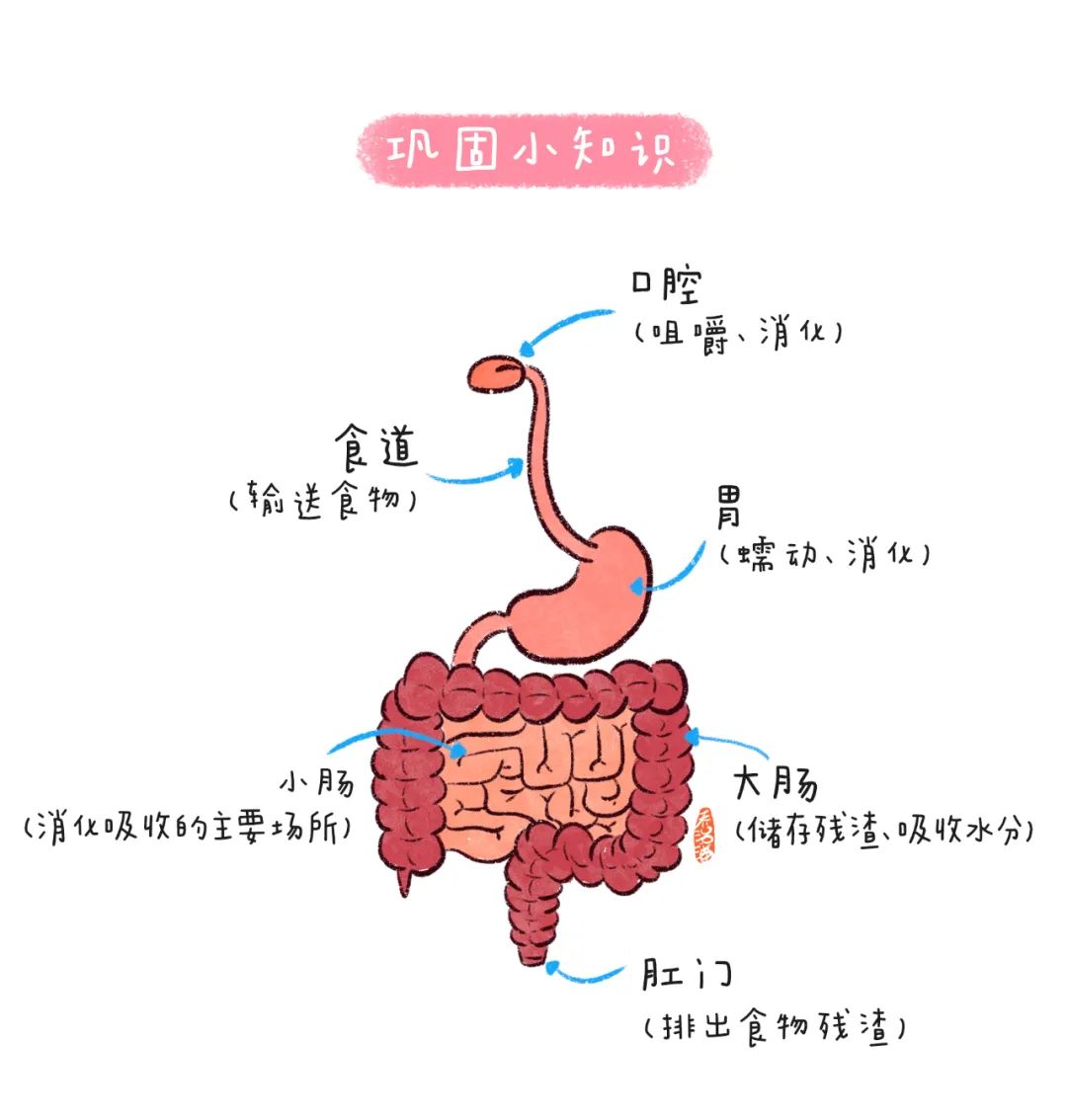 漫畫一張圖讓寶貝瞭解食物在身體裡的旅行