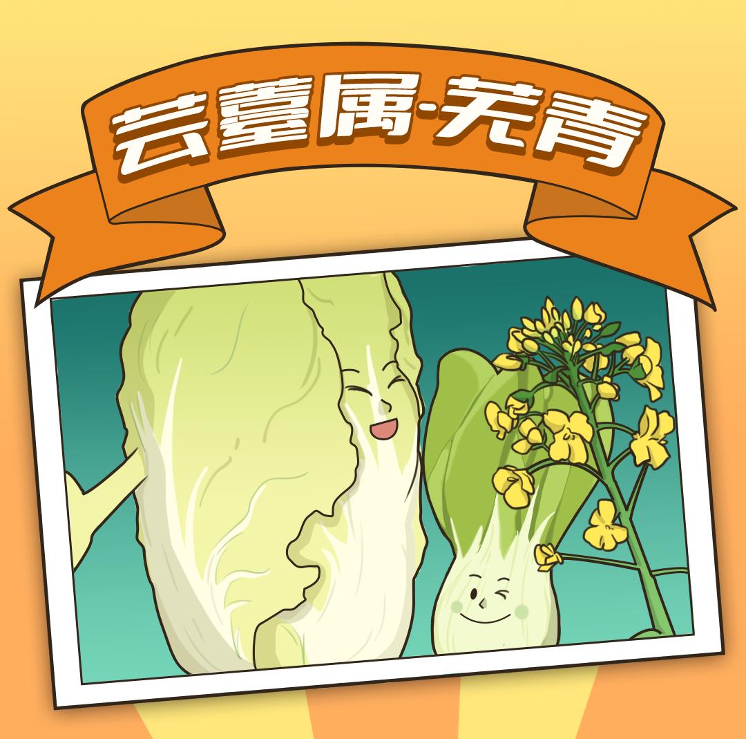小青菜生长过程 卡通图片
