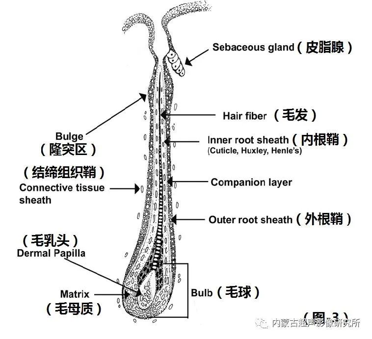 宝宝脸上的蚊子包消不下去容易误诊的毛母质瘤