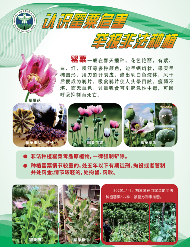 禁止种植罂粟宣传音频图片