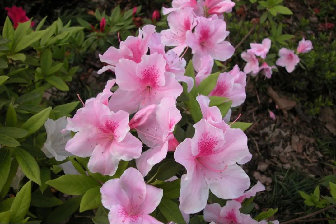居家赏花开盆栽杜鹃养护指南了解一下
