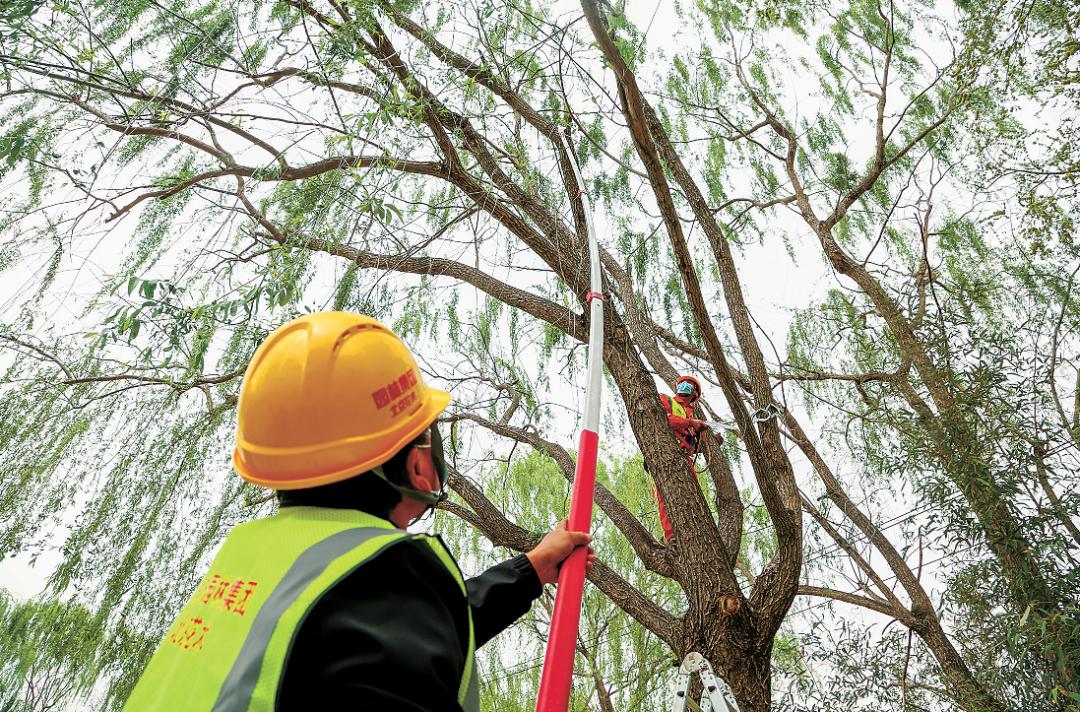 北京精准治理杨柳飞絮