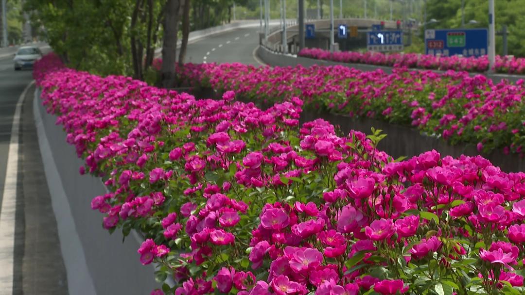 惊艳无锡首条月季花路