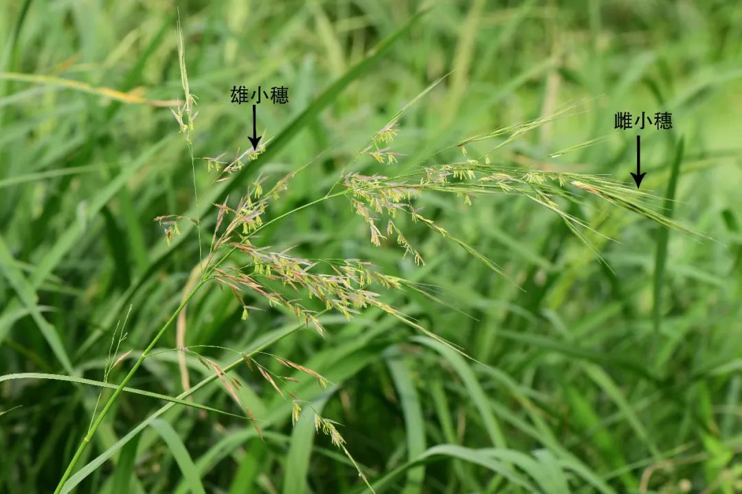 aquatica,沼生菰(z palustris)和得克萨斯菰(z texan.