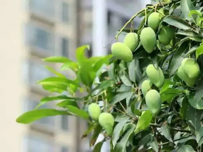 答案当然是:绿化芒真的能吃吗?