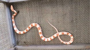 农村红白相间的蛇图片