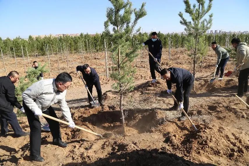 植树填绿美屏障防风固沙守北疆