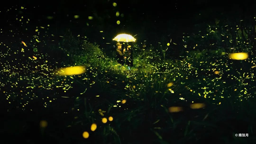 闯入萤火森林发现宫崎骏的漫画世界