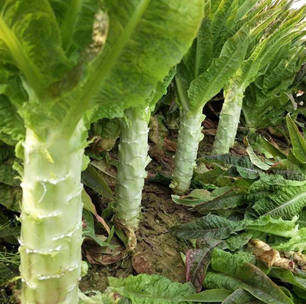 所有人学会阳台种莴笋解锁种菜新技能