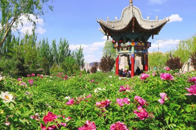 临夏河州牡丹文化公园图片
