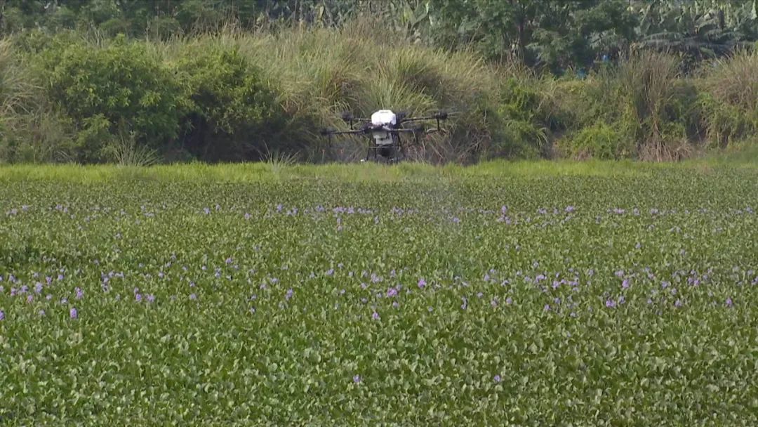 澄迈生物药剂防治水葫芦