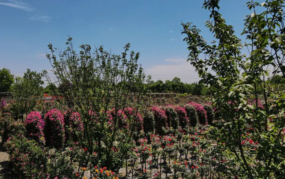 这个五一去哪儿玩郫都这片月季花海等你来打卡