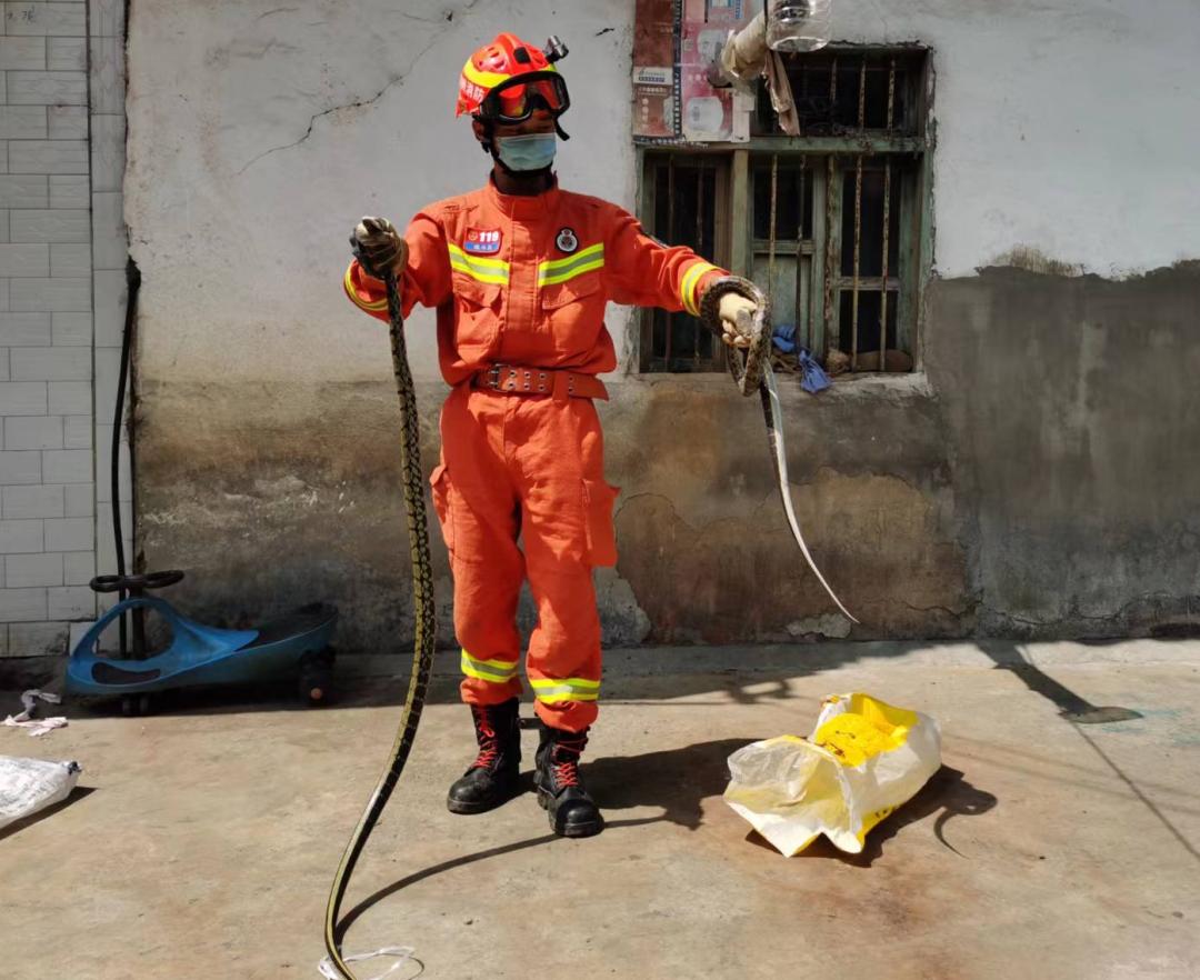 经过15分钟的搜寻,检查未发现有其他蛇的踪迹之后消防员驱车到野外将"