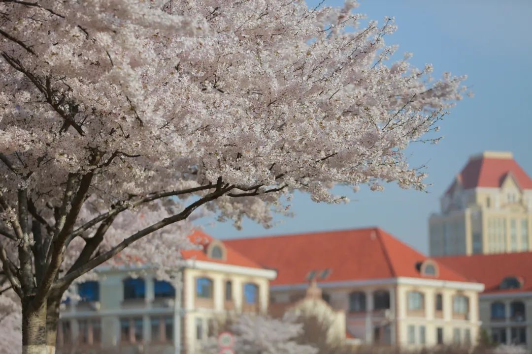 有一種美叫中國海洋大學的春天大美校園