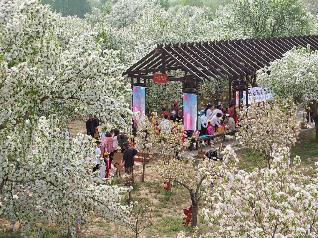 怀来海棠花节2021图片