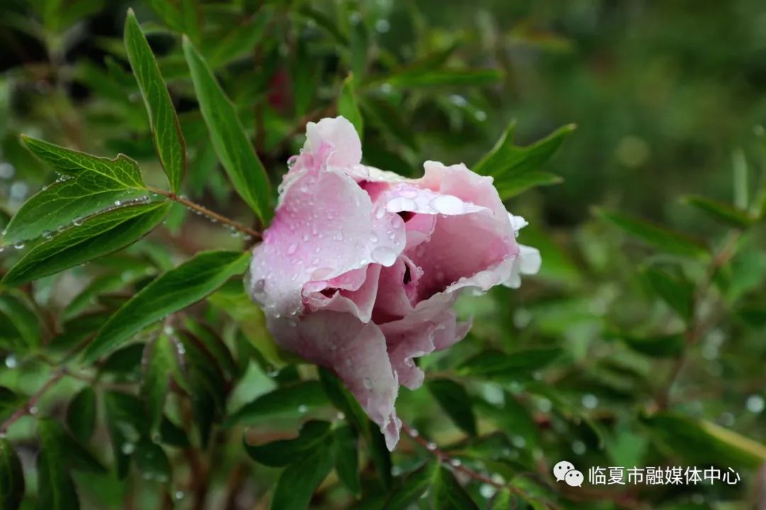 雨后河州牡丹水珠欲滴太美了