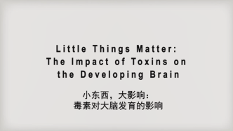 小事情，大影响：毒素对大脑发育的影响