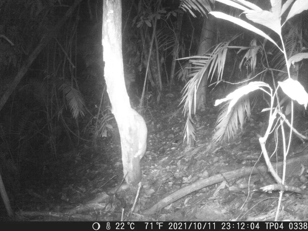 共饮一江水重大发现德宏拍摄到野生马来穿山甲红外影像