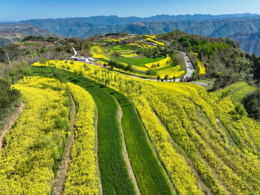陇南西和仇池大地邂逅油菜花开