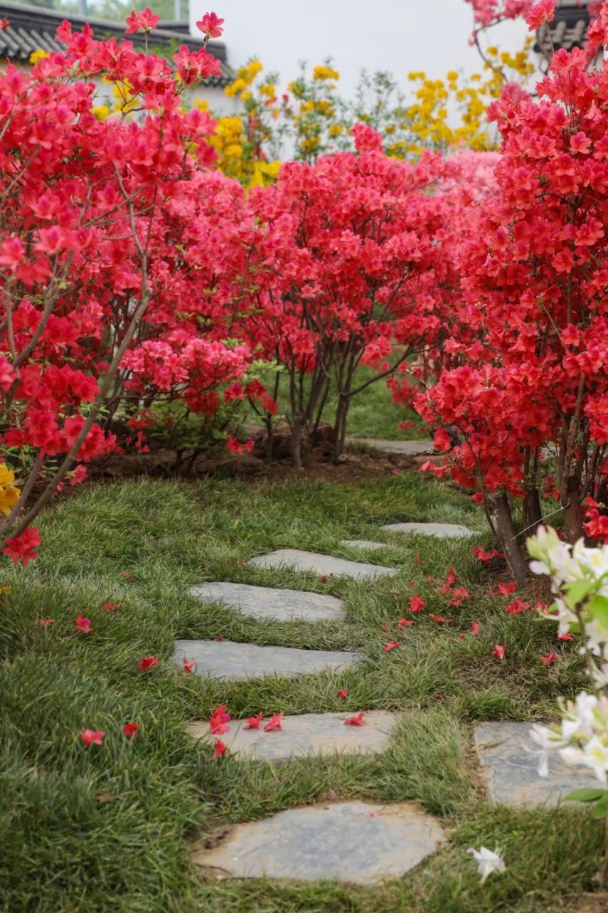 山川锦绣区⊙春意江南区⊙盆景展示区⊙岭上开遍映山红区一起来欣赏