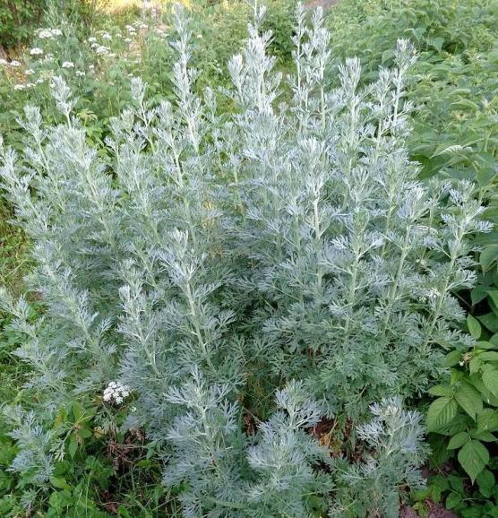 怕过敏不敢赏花这些看不见的小花才是罪魁祸首