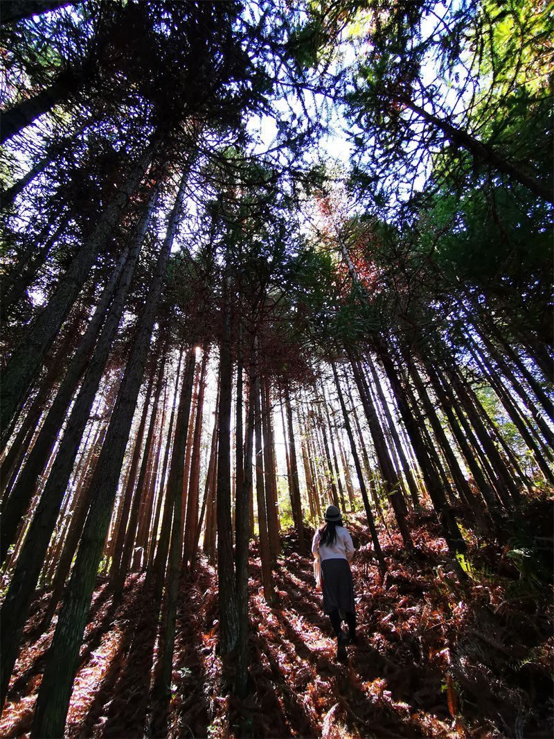 而在元陽縣全福莊中寨,還有一堆非常接地氣的活動,在愉快進行中.