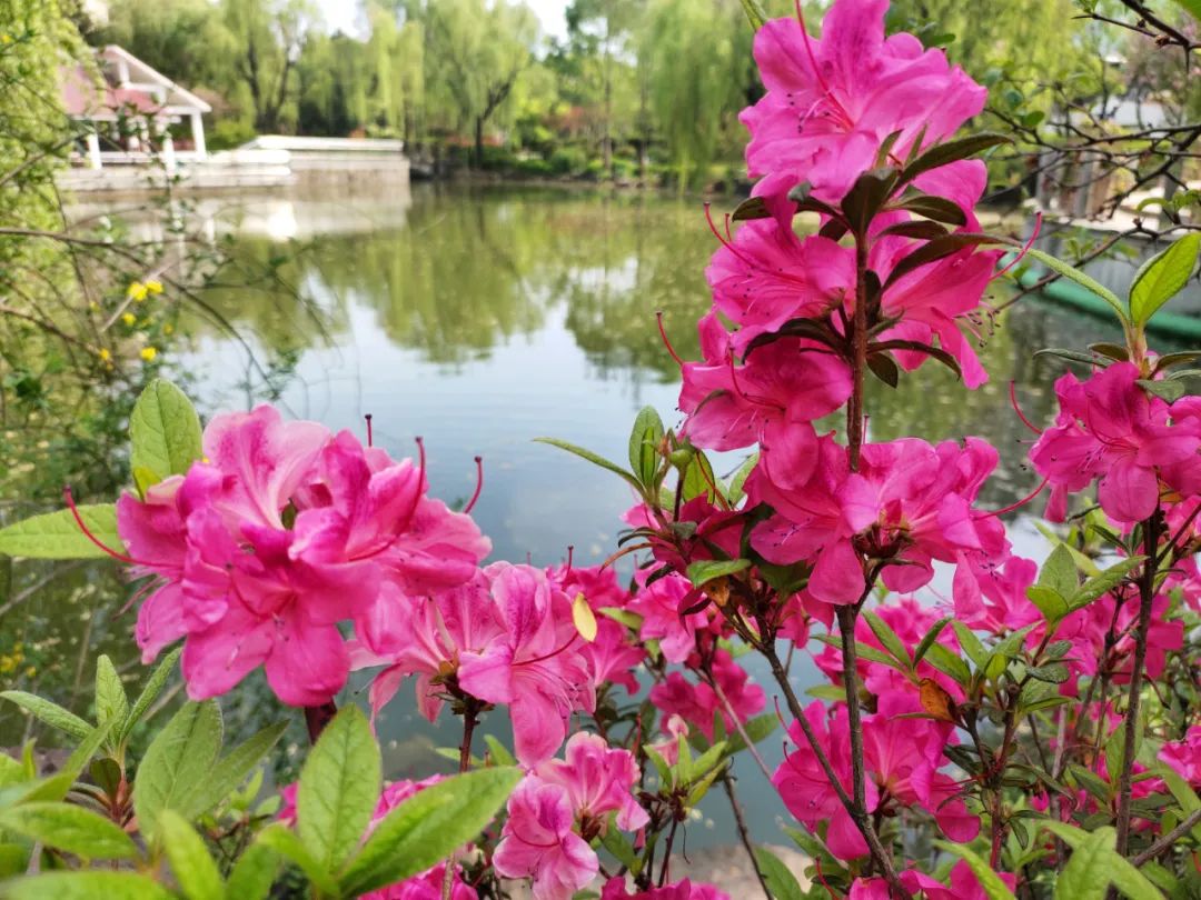 濟陽公園杜鵑花園中園迎首秀雲賞一波美圖