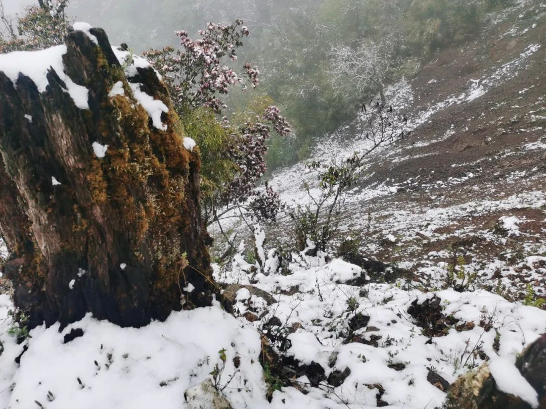 芒市苤菜坝下雪图片