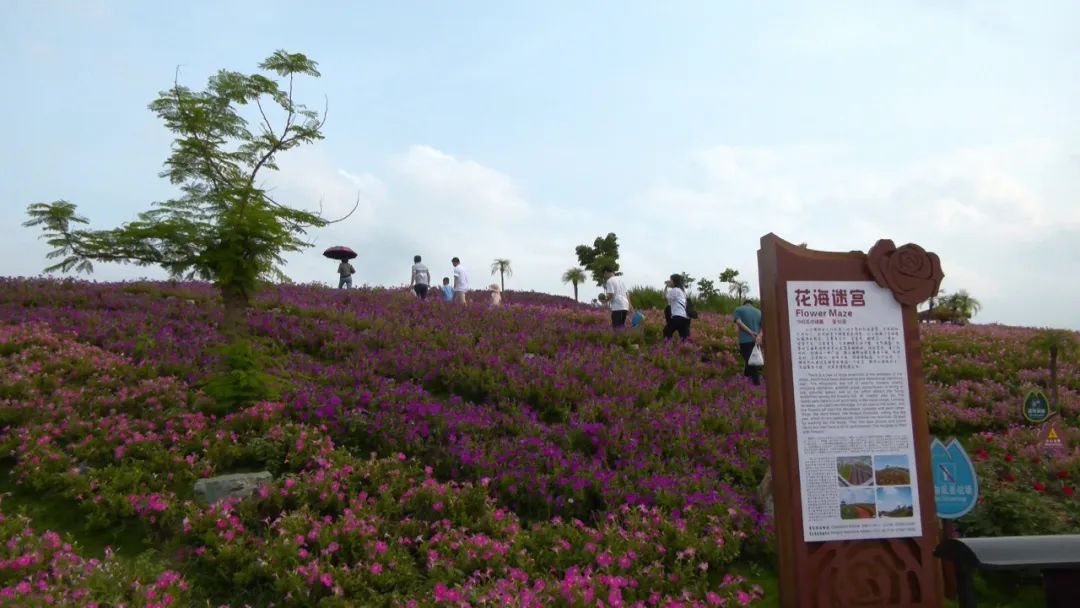 怀集县的华辰玫瑰园景区的玫瑰花