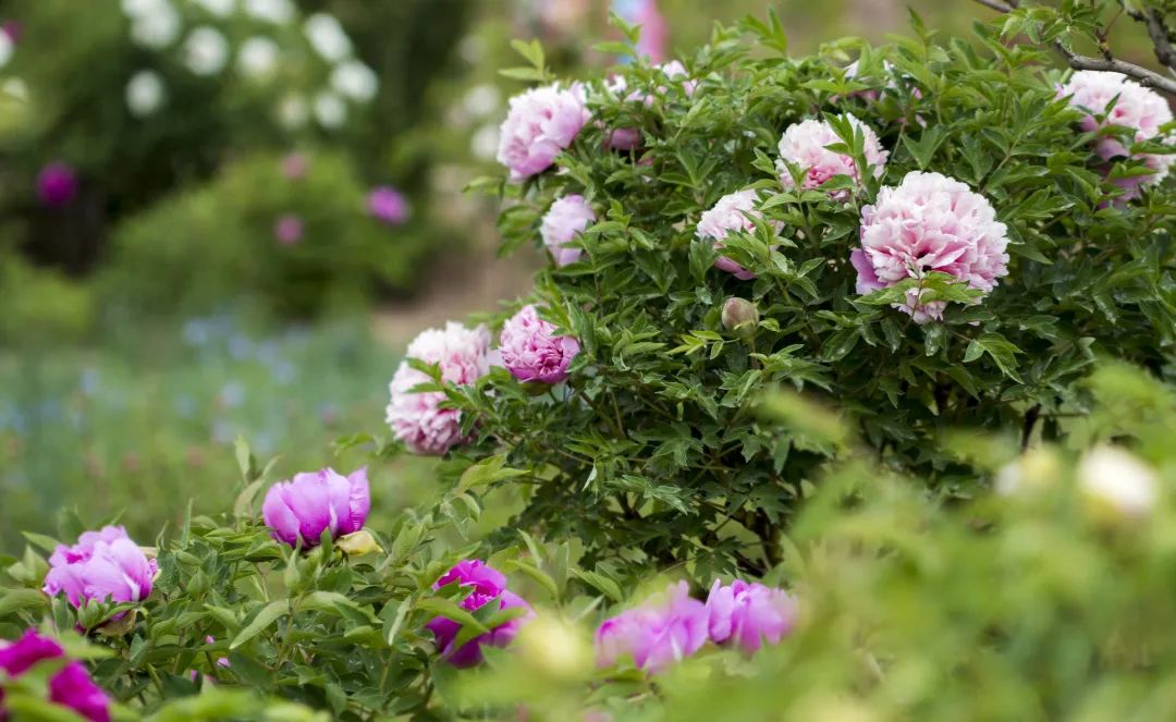 惊艳临洮摄影家镜头中的牡丹芳容