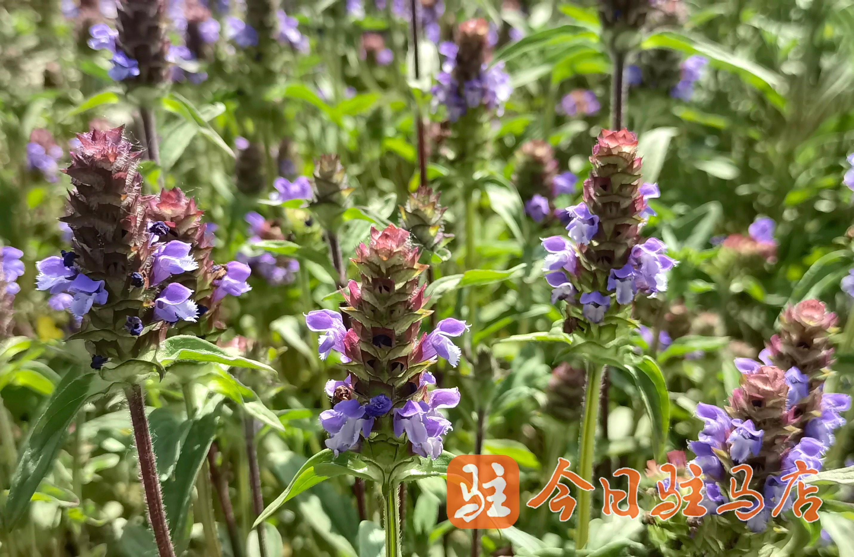 夏枯草那抹紫讓人心動