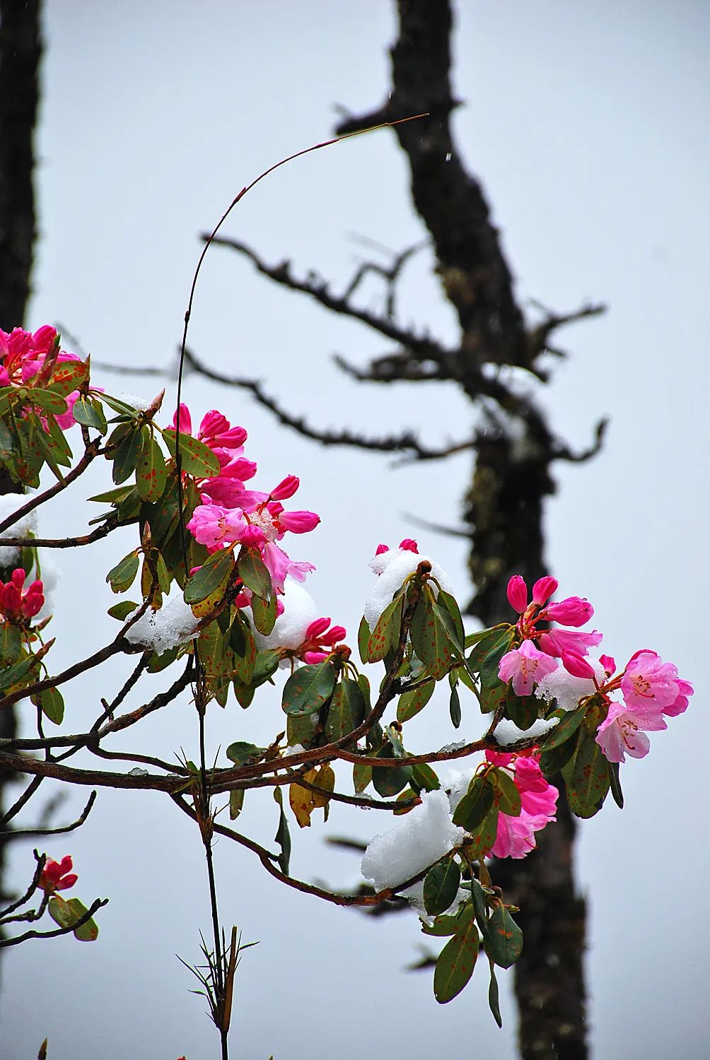 玉龙雪山五月雪杜鹃花迎雪绽放
