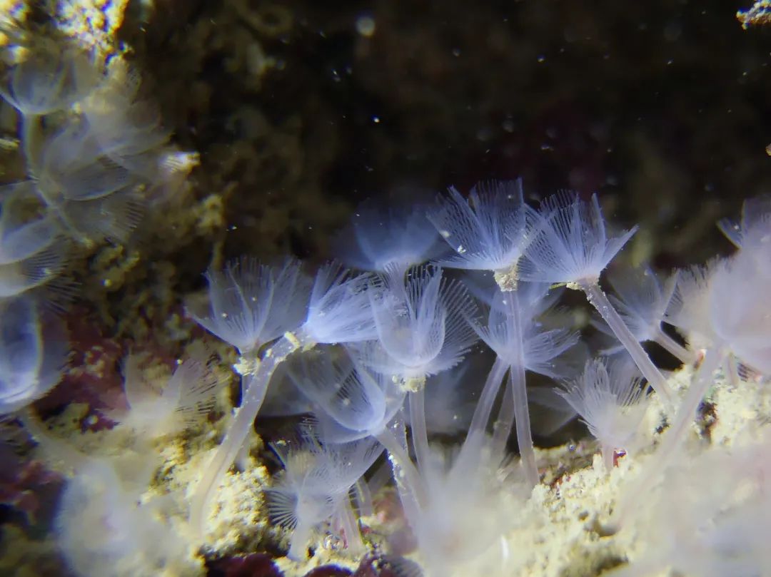 帚虫是十分独特的动物,在深圳海底十分罕见.