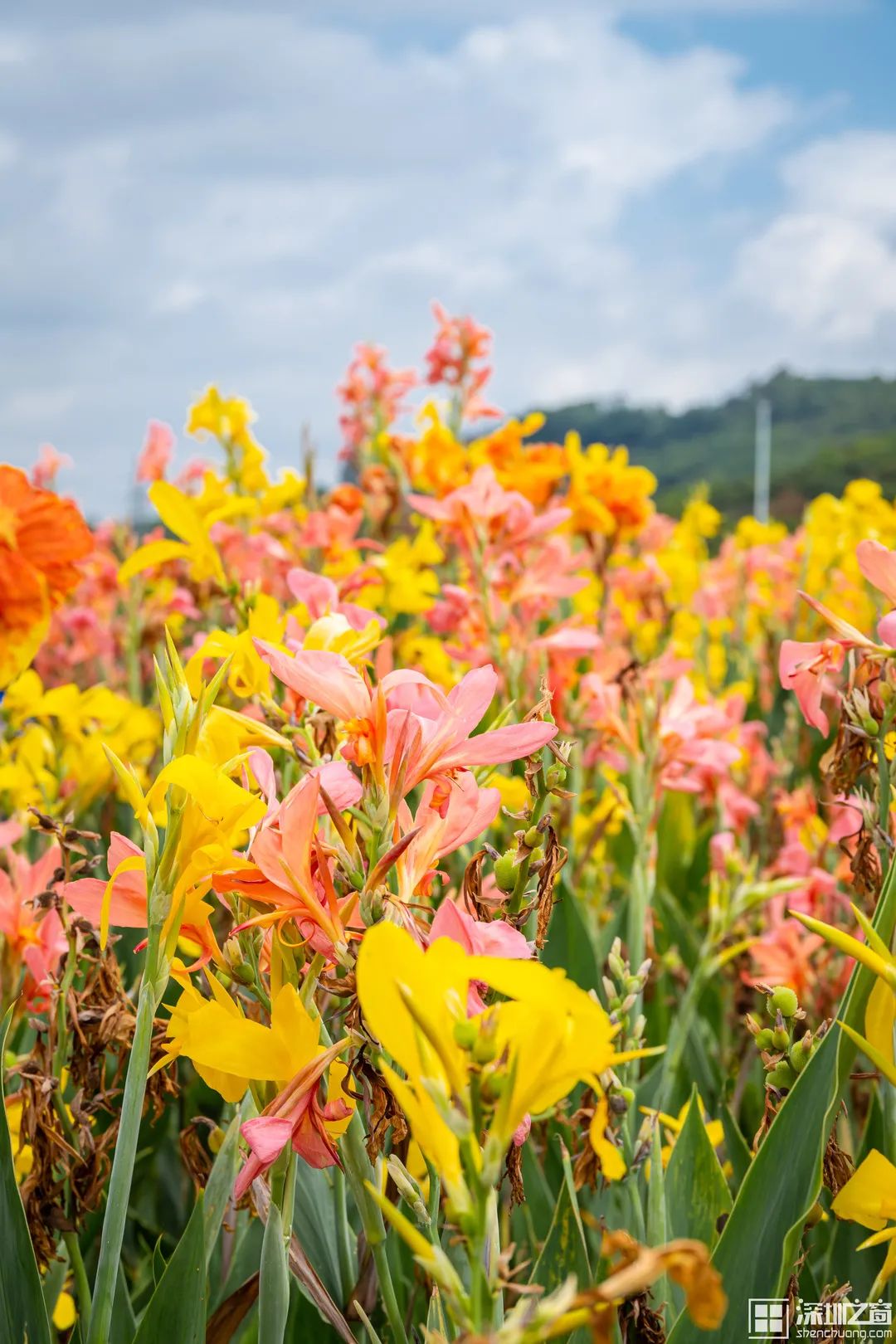 超大粉色花海限時開放還有絕美花徑田野風情