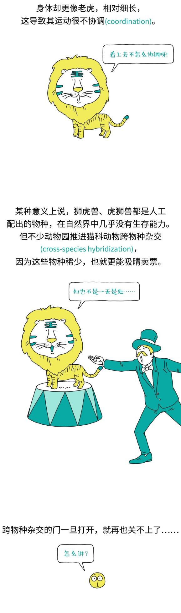 狮虎、虎狮、狮狮虎、虎狮狮……猫科的串儿怎么这么多?