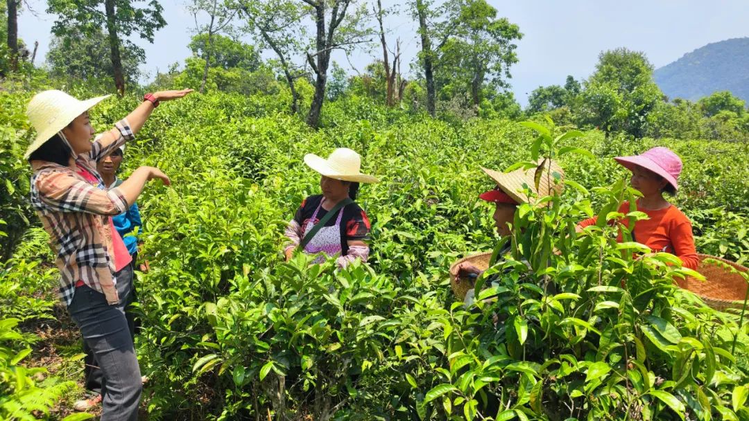 普洱茶视界丨茶人春采执着与坚守只为一杯好茶