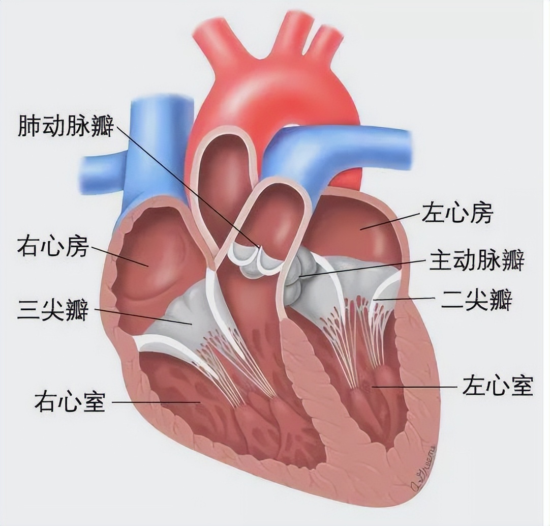 换心脏图片图片