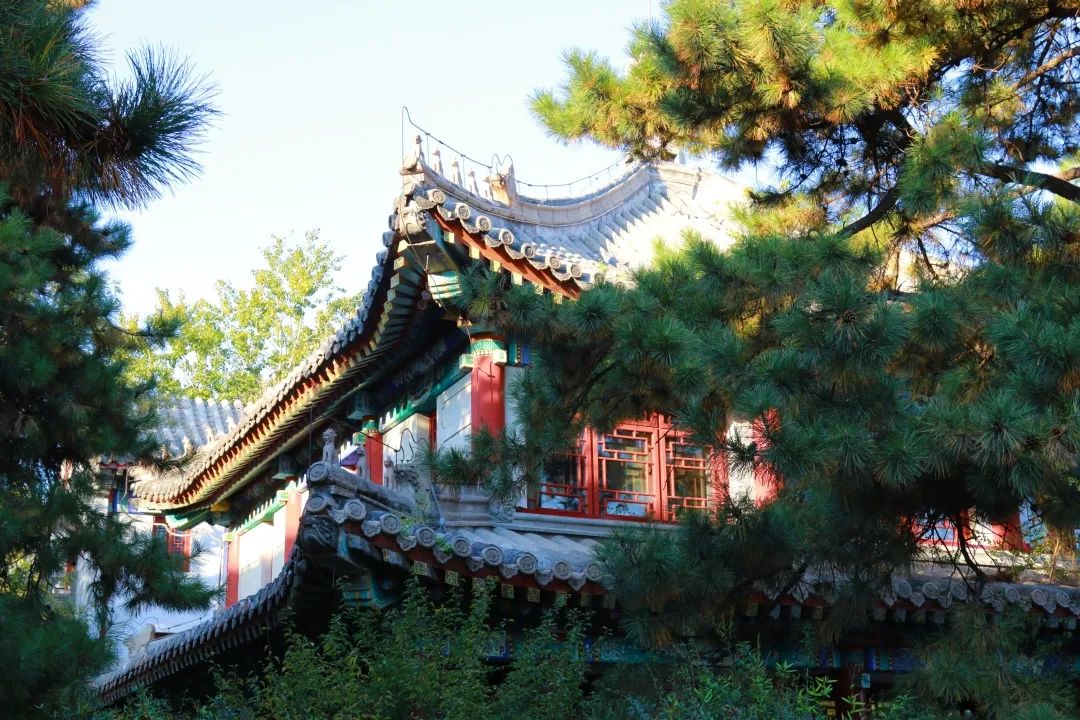 立夏丨薰风至而燕园秀