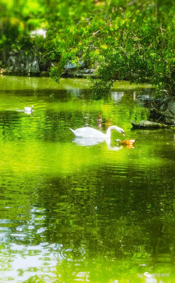 风景区终将在夏日相见我们在春天思念光彩依旧,万物繁茂立夏的徐州