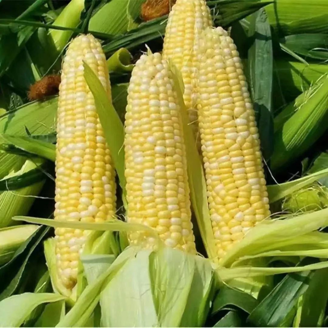 超甜水果玉米上市啦赶紧来尝鲜