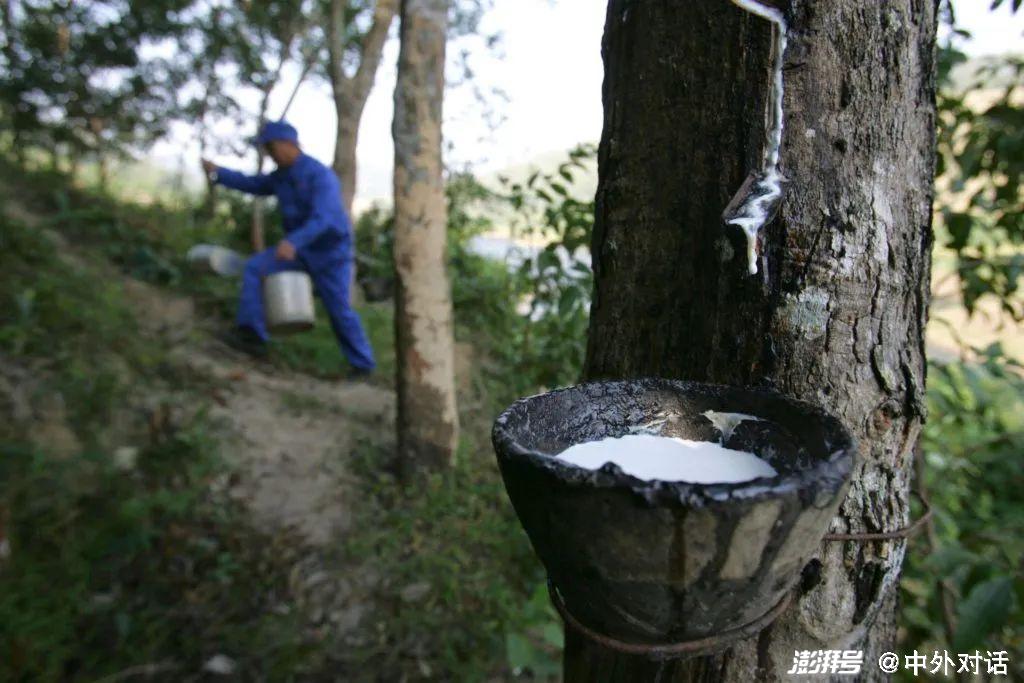 海南橡胶目标价图片