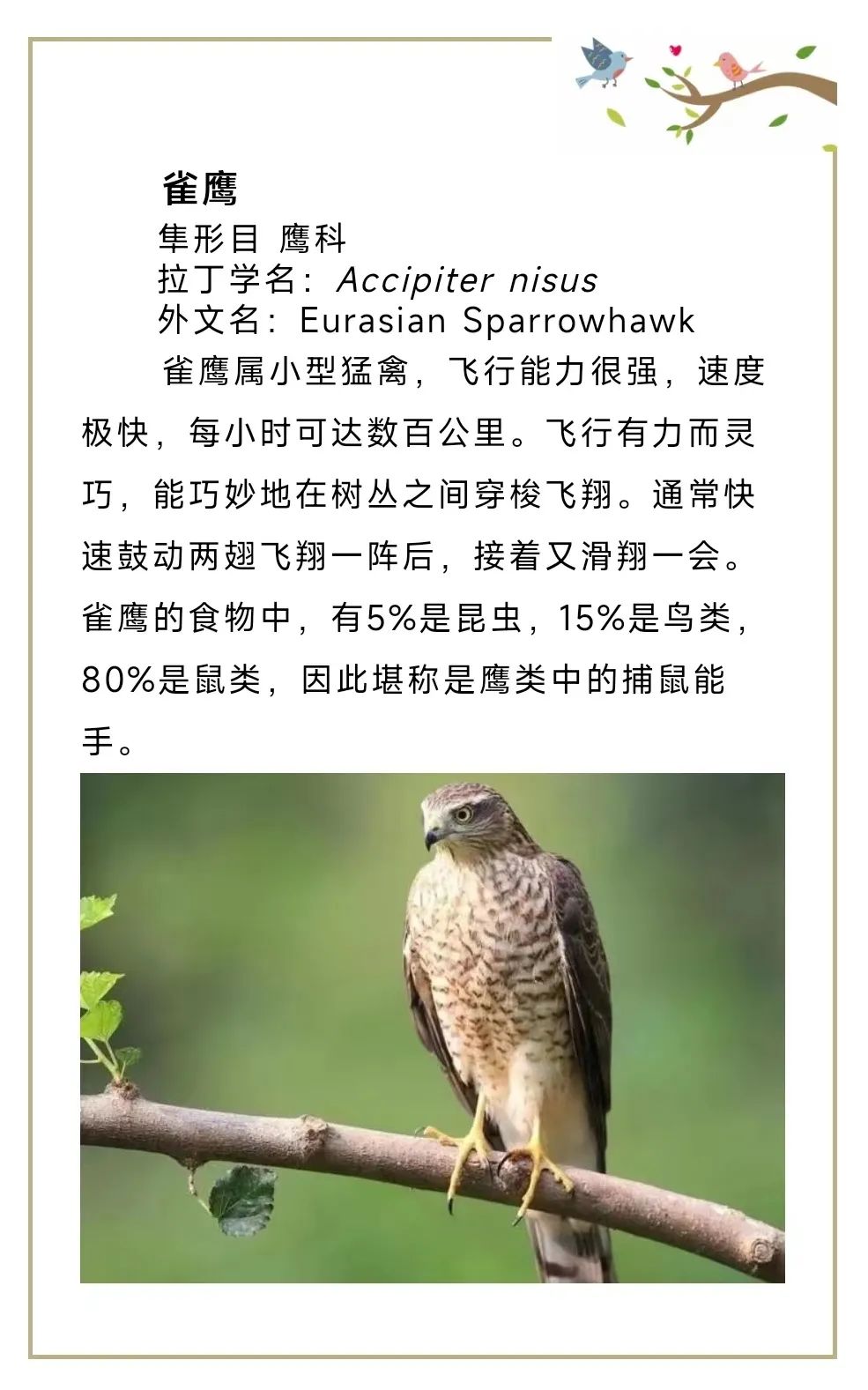 小雀鹰误闯展厅被困蓝朋友巧妙营救喂干粮